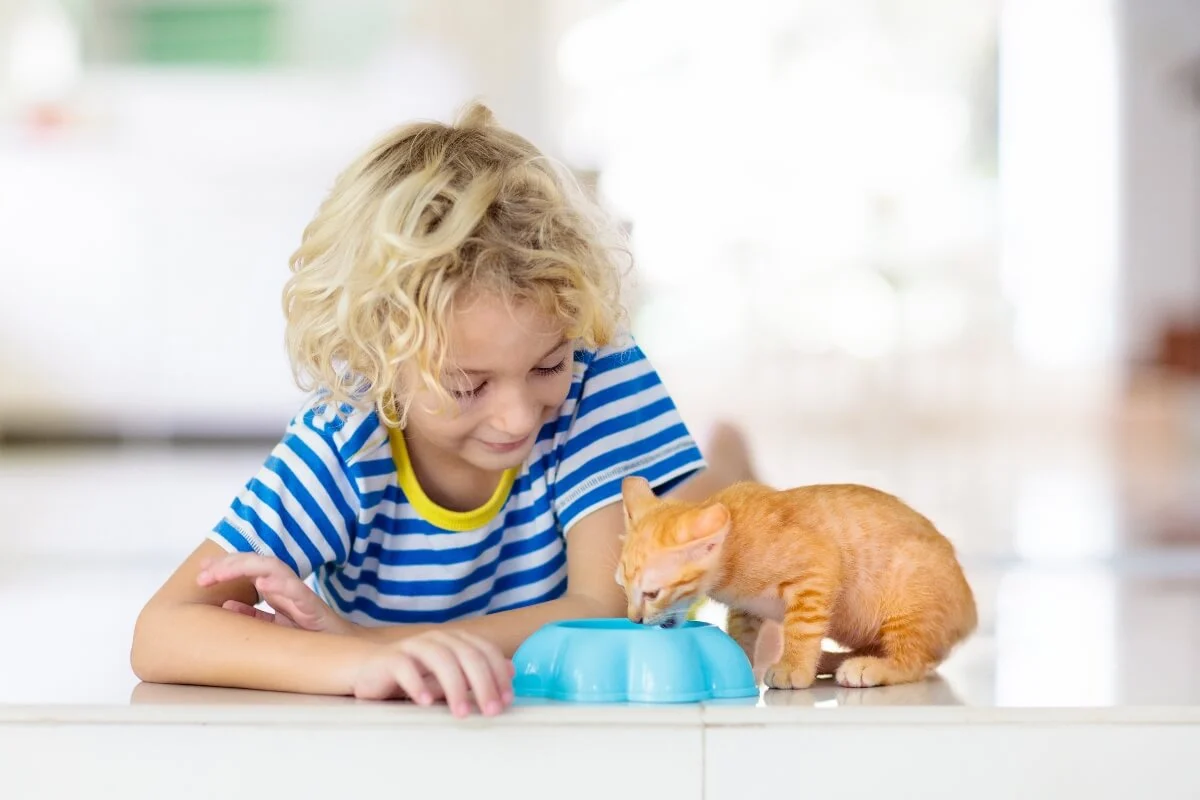 New Kitten Checklist: What Do I Need for a Kitten?